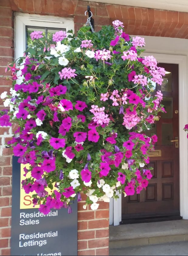 💥This Week's Special Price $16.98🌺UV Simulation Artificial Morning Glory