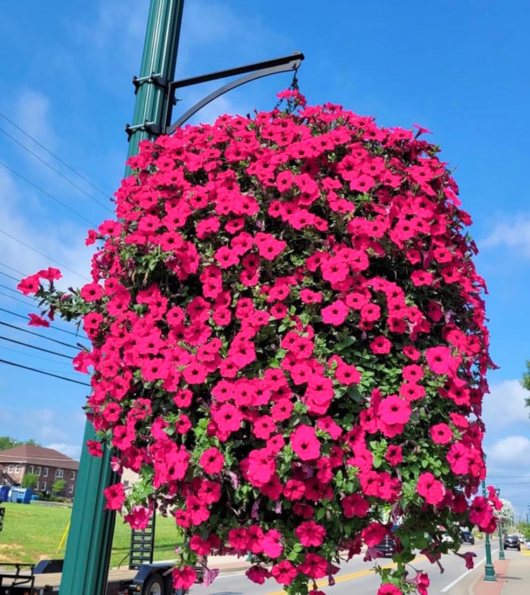 💥This Week's Special Price $16.98🌺UV Simulation Artificial Morning Glory